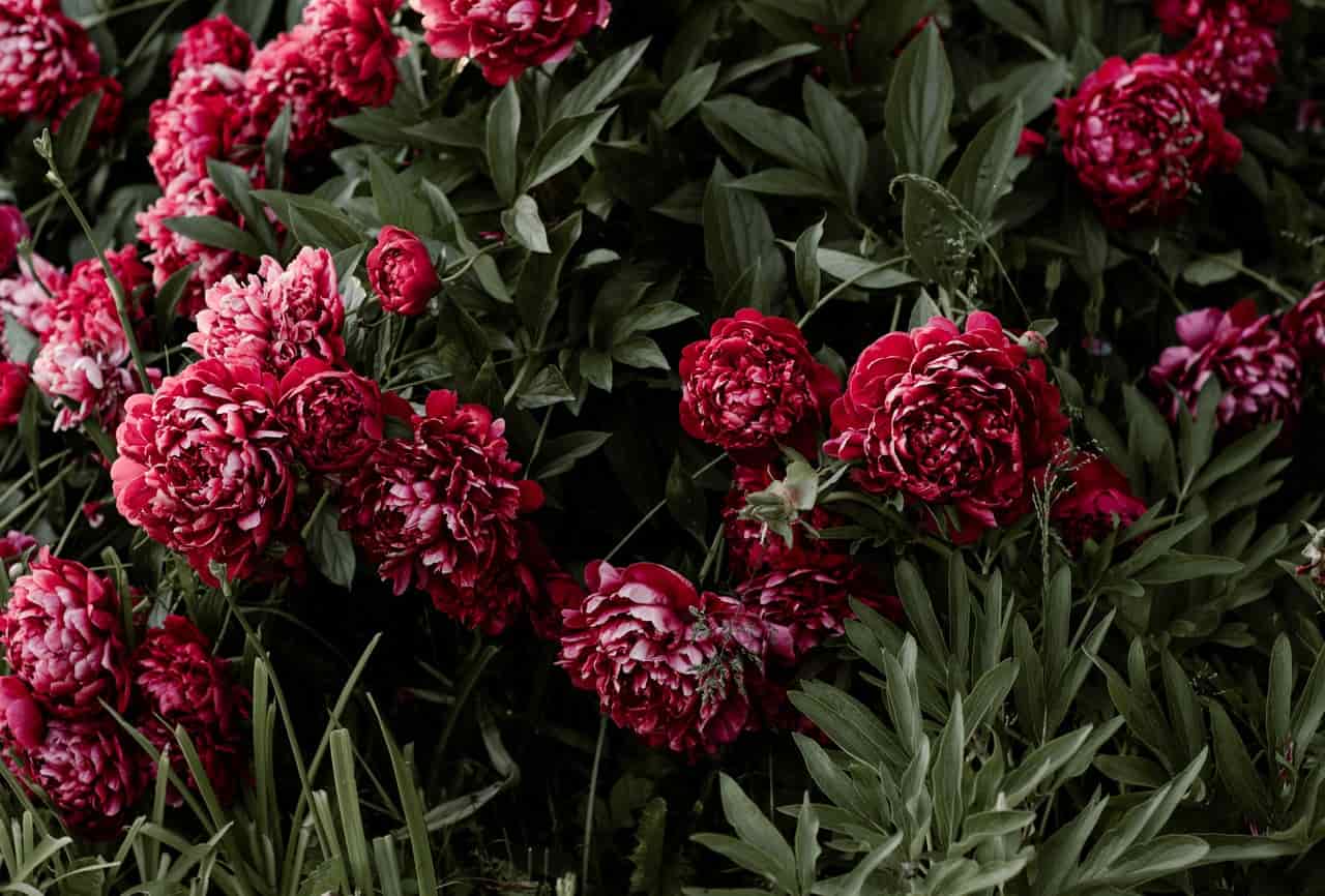 Alaska Native Plants